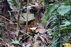 Urosphena squameiceps