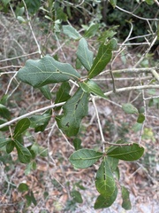 Quercus chapmanii