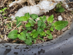 Viola inconspicua