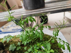 Cardamine flexuosa