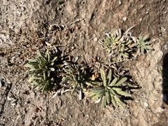 Nama hispida spathulata