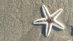 Astropecten