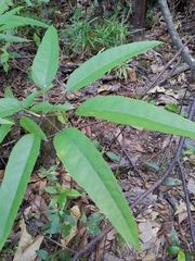 Heptapleurum heptaphyllum