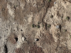 Nama hispida spathulata