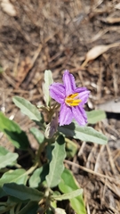Solanum esuriale
