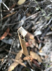 Phonognatha graeffei