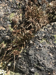 Luzula novae-cambriae