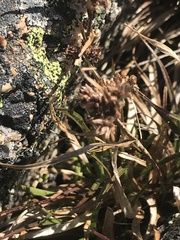 Luzula novae-cambriae