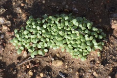 Asterella