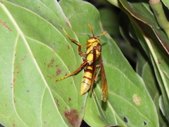 Polistes major