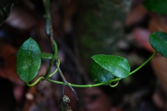 Hoya