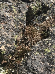 Luzula novae-cambriae