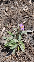 Solanum esuriale