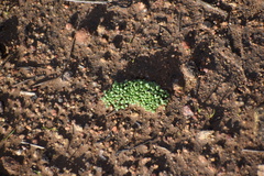 Asterella