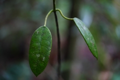 Hoya