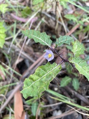 Solanum prinophyllum