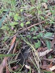 Solanum prinophyllum