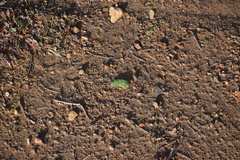 Asterella