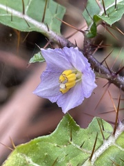 Solanum prinophyllum