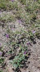 Solanum esuriale