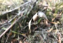 Phonognatha graeffei