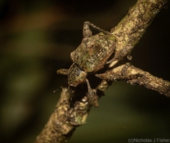 Eurychirus bituberculatus