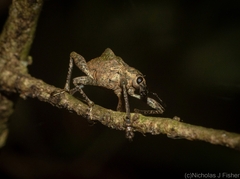 Eurychirus bituberculatus