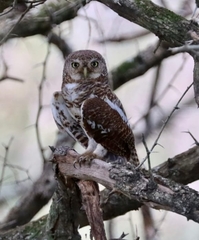 Glaucidium capense