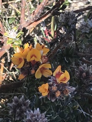 Oxylobium ellipticum