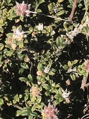 Oxylobium ellipticum