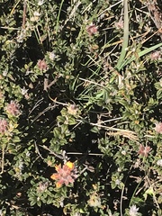 Oxylobium ellipticum