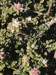 Oxylobium ellipticum