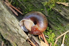 Monadenia mormonum cala