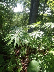 Syneilesis aconitifolia