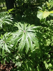 Syneilesis aconitifolia