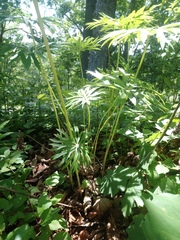 Syneilesis aconitifolia