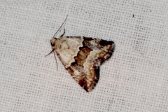 Maliattha amorpha