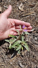 Solanum esuriale