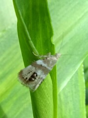 Prochoreutis extrincicella