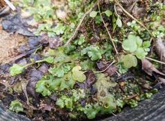Marchantia polymorpha