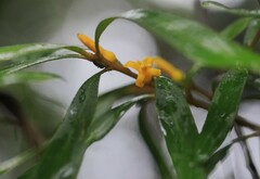 Persoonia conjuncta