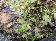 Marchantia polymorpha