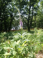 Veronicastrum sibiricum