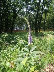 Veronicastrum sibiricum