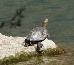 Trachemys gaigeae