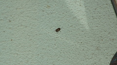 Cryptocephalus irroratus