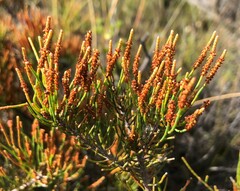 Allocasuarina pusilla