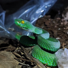 Trimeresurus macrops