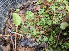 Marchantia polymorpha
