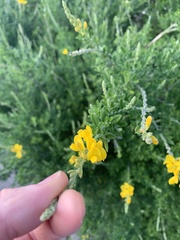 Genista
